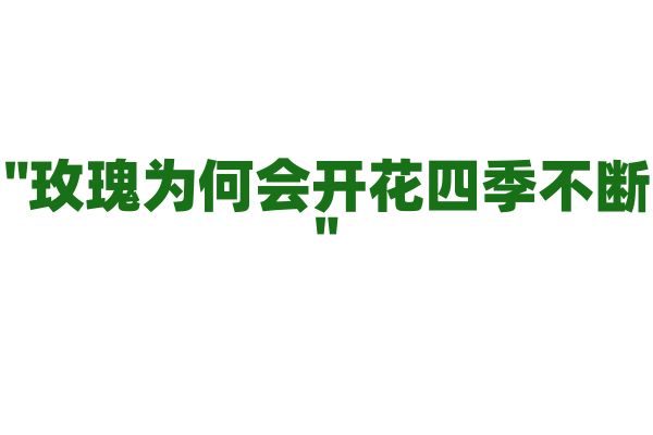 "玫瑰为何会开花四季不断"